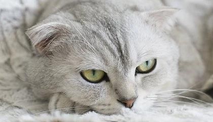 迪庆高价上海医保提取2025的最新政策(2025年迪庆上海医保怎么提取现金分享)